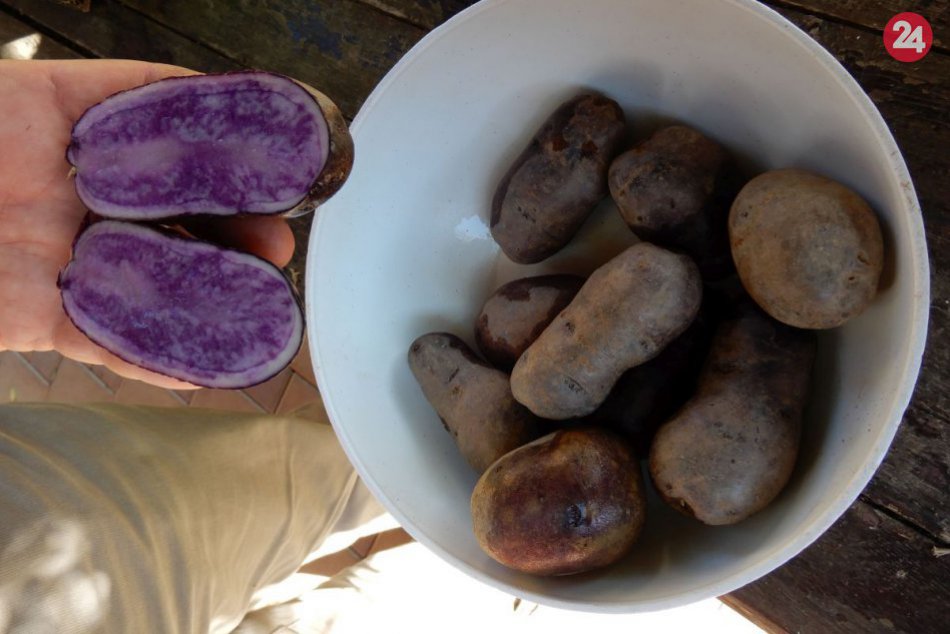 Ilustračný obrázok k článku KURIOZITA DŇA: Anton pestuje nevšedné rastliny, zaujmú fialové zemiaky