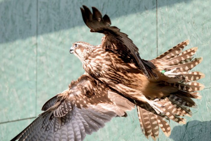 Ilustračný obrázok k článku Pozorovania ornitológov: Na Slovensku tento rok hniezdilo 31 párov sokola rároha