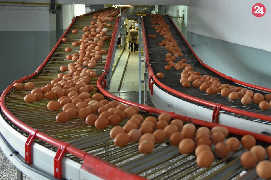 Ilustračný obrázok k článku Slovensko je v produkcii vajec sebestačné aj vďaka kežmarskej farme