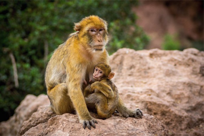 Ilustračný obrázok k článku Svetový deň zvierat oslávia v zoo aj krstom makaka magota