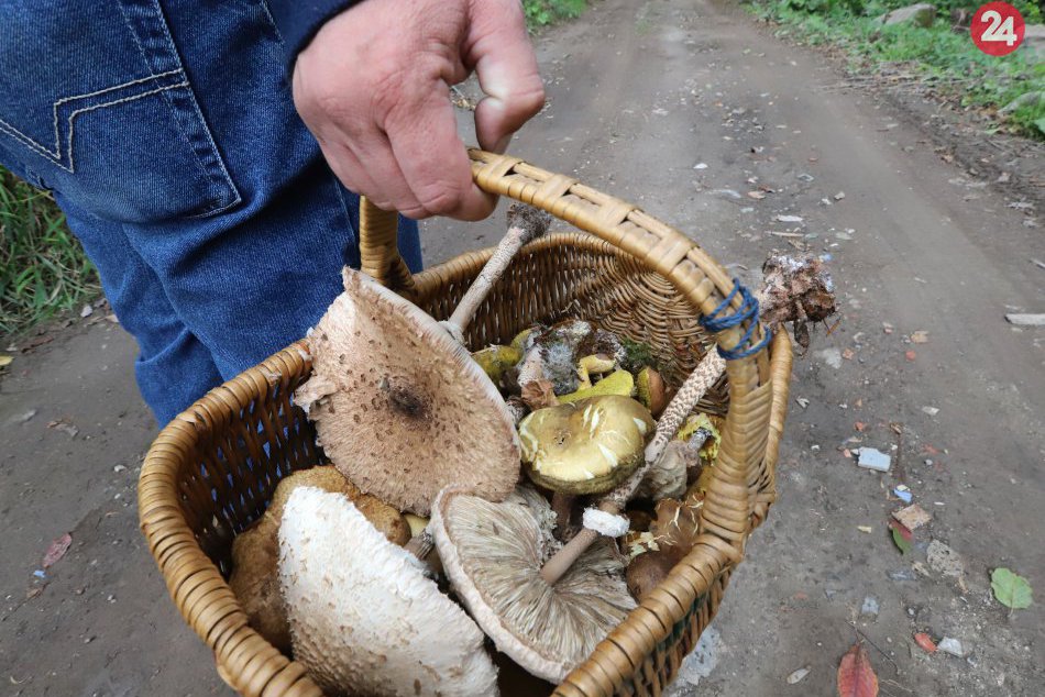 Ilustračný obrázok k článku FOTO: Ťahá vás to na huby? V lesoch pri Zvolene nájdete dubáky, masliaky aj bedle