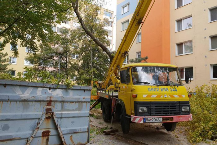 Ilustračný obrázok k článku Invazívne dreviny sú odolné, mestská časť ich musí odstrániť