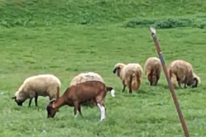 Ilustračný obrázok k článku VIDEO: Návšteva, akú by ste veru nečakali. V centre Zvolena sa pásli ovce a kozy