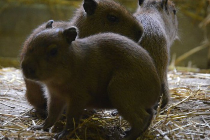 Ilustračný obrázok k článku V zoo sa narodili trojičky kapybar – mama je „spišačka“
