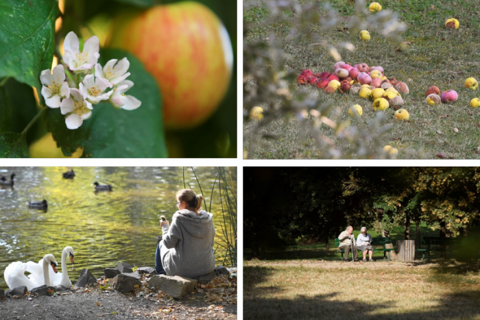 Ilustračný obrázok k článku FOTO: Babie leto v Košiciach zhadzuje jablká, no i kvitnú jablone. Teploty klesnú o 5 °C