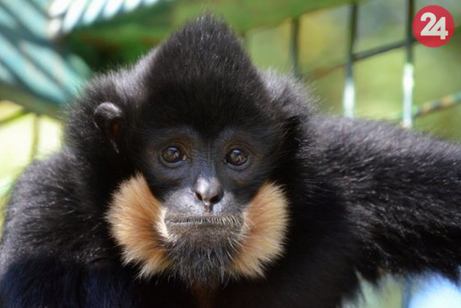 Ilustračný obrázok k článku FOTO: Novinka v košickej zoo: Pribudli malí ľudoopi, konkrétne dva samce gibona zlatolíceho