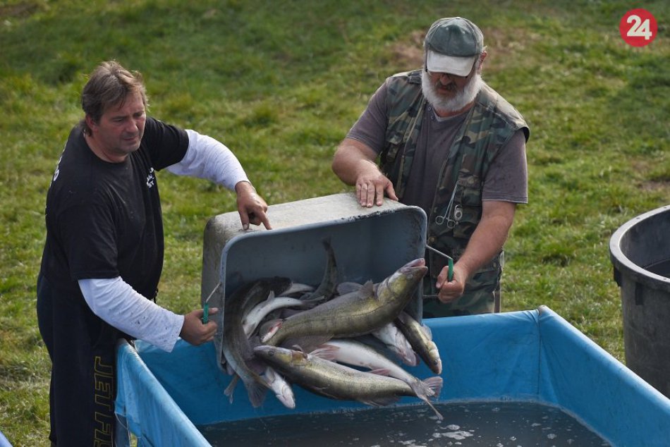Ilustračný obrázok k článku Majú dôvod na radosť: Z rybníka SPU v Kolíňanoch vylovili vyše 21 ton rýb