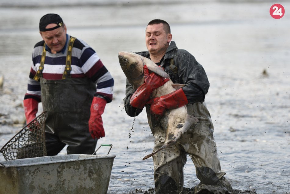 Ilustračný obrázok k článku Považskobystrickí rybári odviedli skvelú prácu: Záchranná akcia v Podhradí