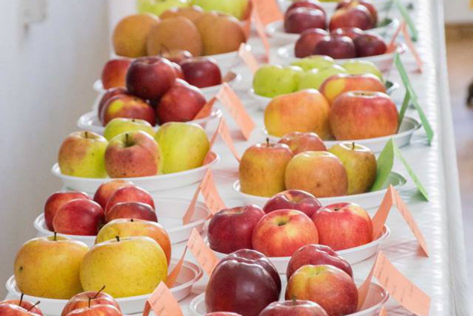 Ilustračný obrázok k článku Poznáme jablko roka Bardejovského okresu: Ktoré sa porote páčilo najviac?