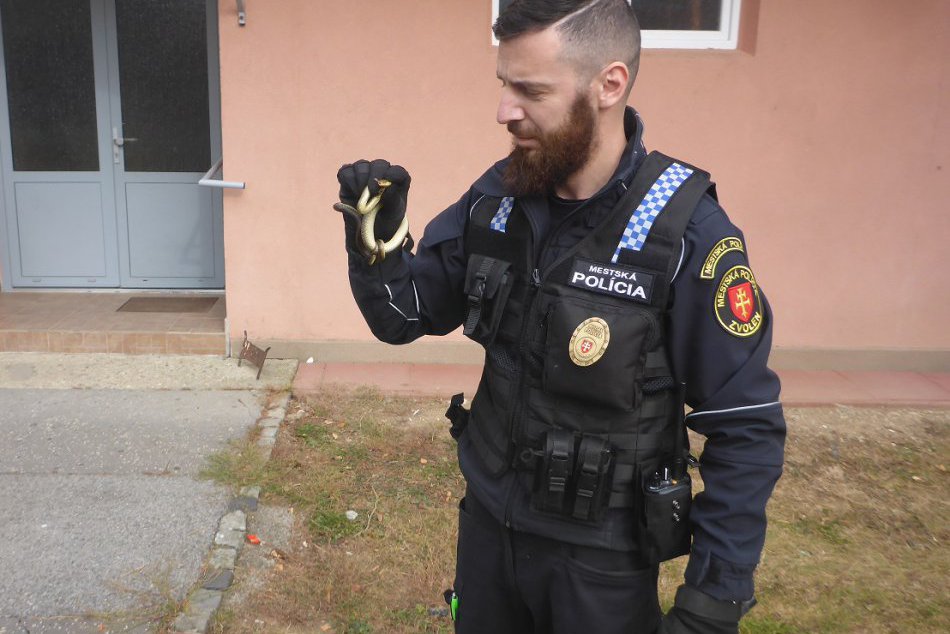 Ilustračný obrázok k článku FOTO: Zvolenskí policajti v akcii: Na sídlisku úspešne odchytili hada