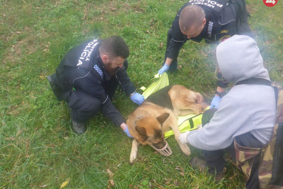 Ilustračný obrázok k článku FOTO: Záchranná akcia zvolenských policajtov. Ratovali zraneného psa