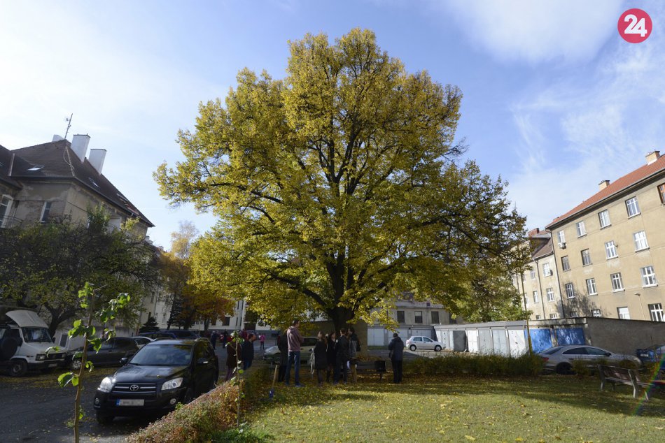 Ilustračný obrázok k článku FOTO: Košická lipa v lokalite Malá Praha by sa mala stať chráneným stromom