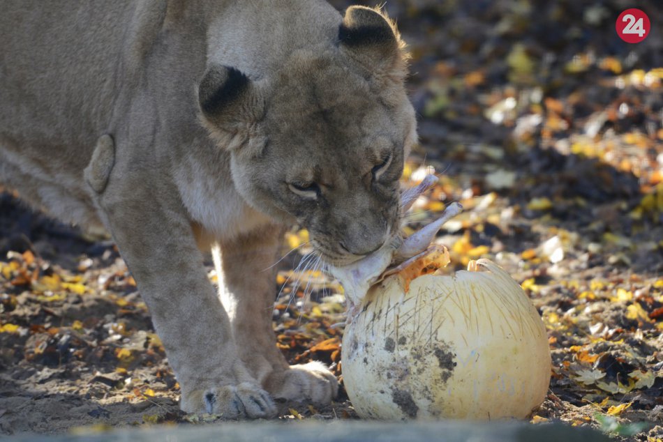 Ilustračný obrázok k článku FOTO: Takto si užívali Hallowen zvieratá v zoo. Kŕmili ich potravou servírovanou v tekviciach