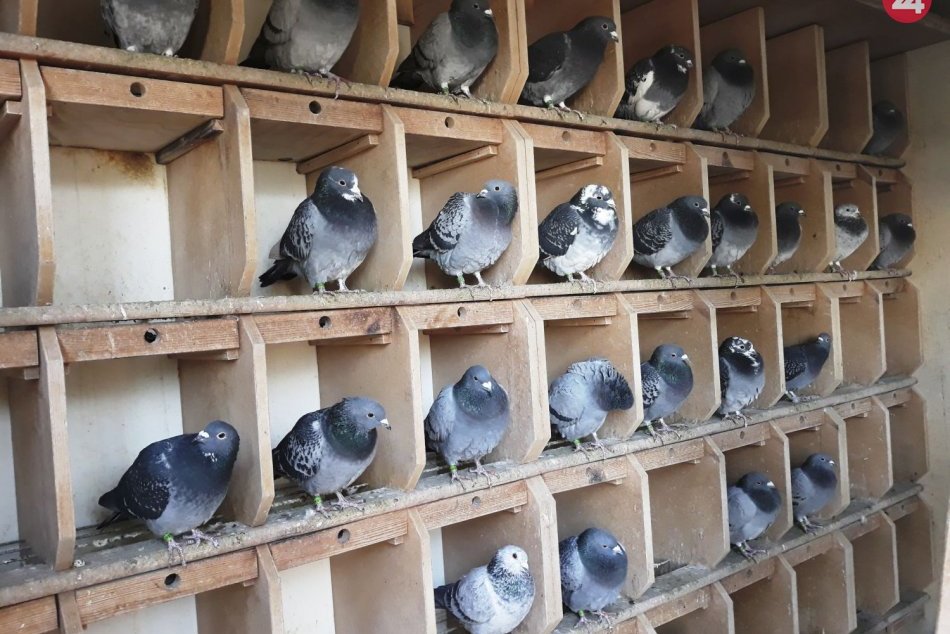 Ilustračný obrázok k článku Zásah hasičov na odpočívadle: Pred smrťou smädom zachránili 2500 holubov