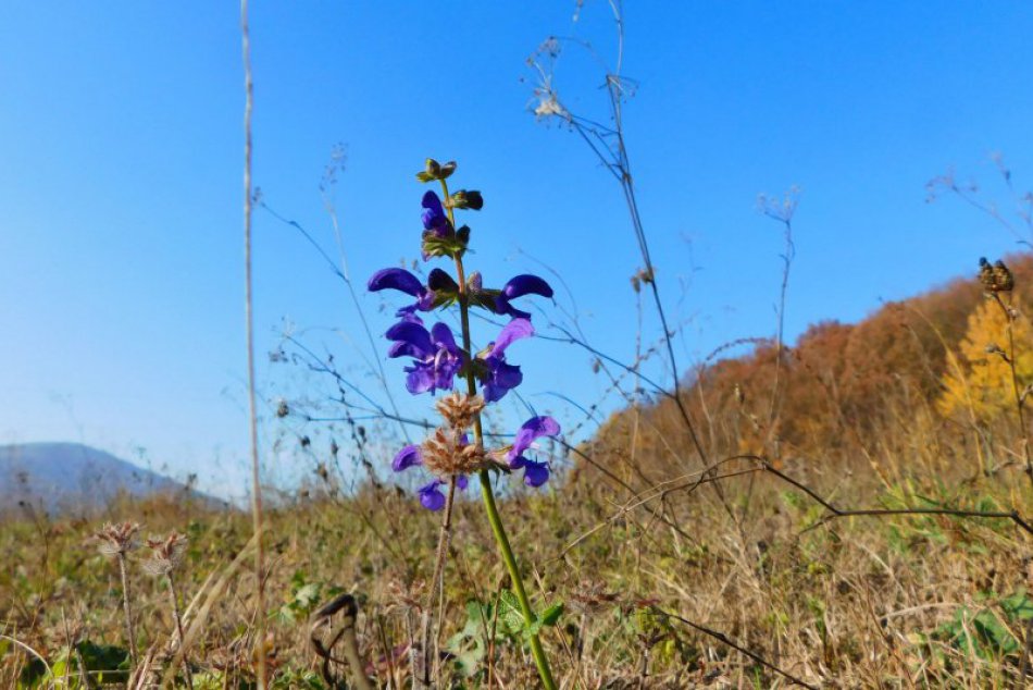 Ilustračný obrázok k článku Domotaná matka príroda: V okrese kvitnú kvety, FOTO