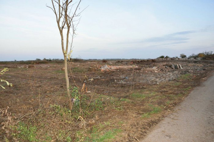 Ilustračný obrázok k článku V Šuranoch zmizlo vyše sto stromov: Nelegálny výrub spôsobil škody za desiatky tisíc, FOTO