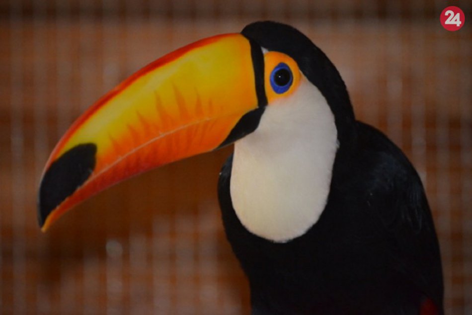 Ilustračný obrázok k článku FOTO: Mimoriadne druhy tukanov chovajú len v košickej zoo, získali ich z Argentíny