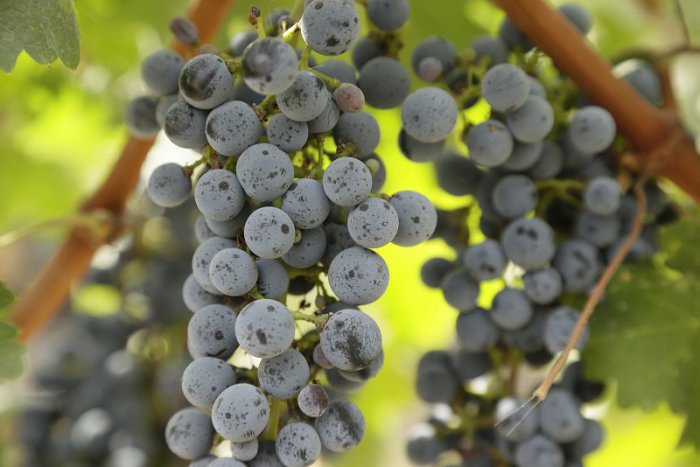 Ilustračný obrázok k článku Tipy na víkend: Príďte na ochutnávku vinárskej rozprávky pre dospelých