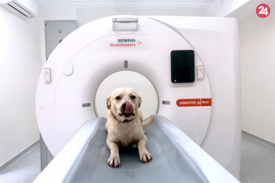 Ilustračný obrázok k článku FOTO: V Bratislave pomáha zvieratkám nové špecializované pracovisko s CT prístrojom