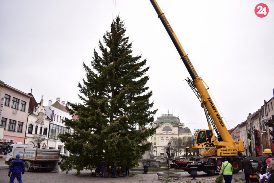Ilustračný obrázok k článku FOTO: Vianočný stromček už stojí pri Immaculate. Impozantná duglaska tisolistá má 17 metrov