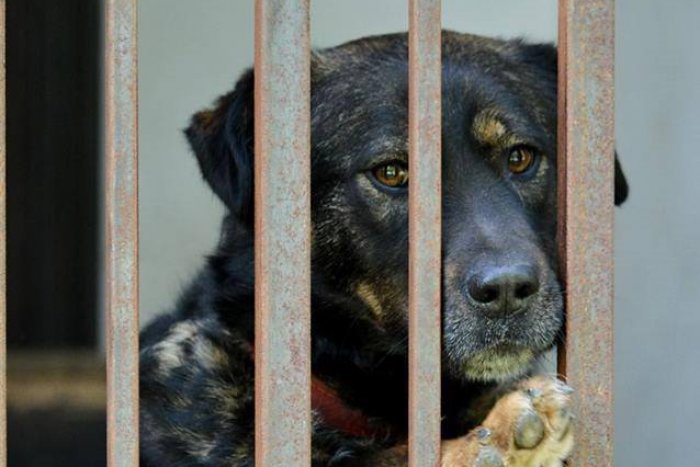 Ilustračný obrázok k článku Naozaj prečkajú zimu v kotercoch? GALÉRIA psíkov z rožňavského útulku