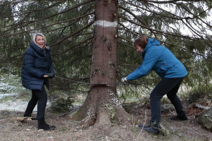 Ilustračný obrázok k článku KURIOZITA DŇA: Nóri darujú vianočný stromček Británii každoročne už 71 rokov