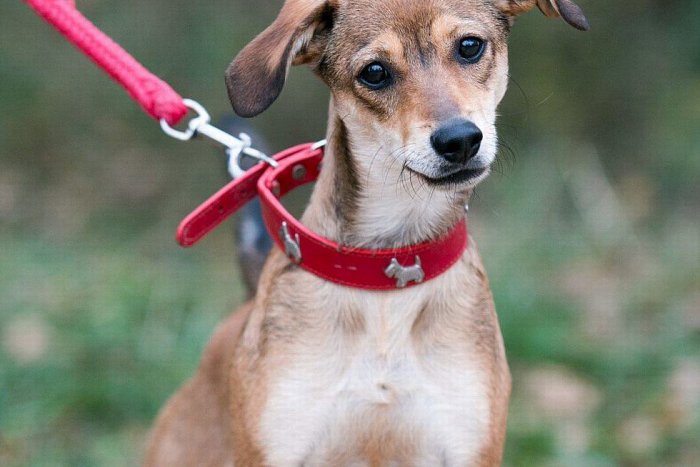 Ilustračný obrázok k článku Naozaj prečkajú zimu v kotercoch? Veľká GALÉRIA trenčianskych útulkáčov