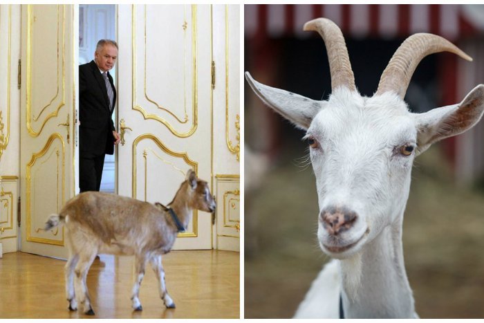 Ilustračný obrázok k článku Koza v Prezidentskom paláci: Andreja Kisku prekvapila Božka, ktorá je maskotom užitočnej kampane