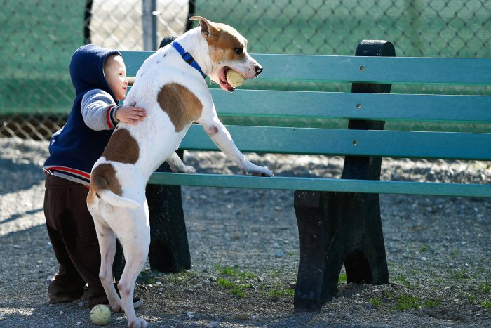 Ilustračný obrázok k článku Petržalským psičkárom znepríjemňuje život travič psov. Na sídlisku rozhadzuje otravu