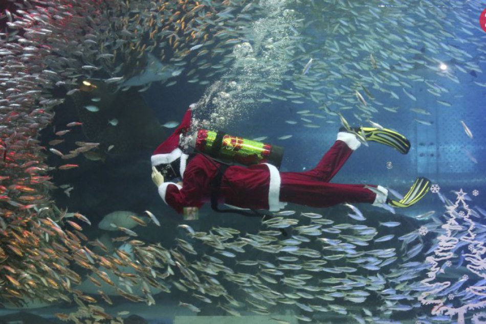 Ilustračný obrázok k článku KURIOZITA DŇA: Do Južnej Kórei dorazil Santa, zaplával si s rybami v akváriu