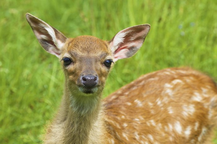 Ilustračný obrázok k článku Lapili pytliaka, ktorý lovil jelene: Za trest musí sledovať rozprávku Bambi
