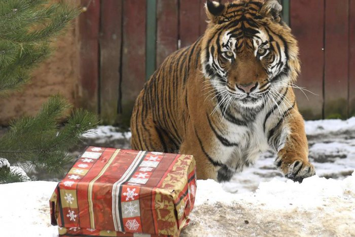 Ilustračný obrázok k článku Bratislavská ZOO pripravuje pre zvieratá Vianoce priebežne počas celého roka