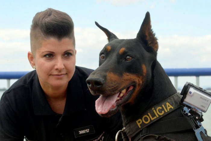 Ilustračný obrázok k článku V službách polície je v súčasnosti takmer 700 psov: Najčastejšie nemeckých ovčiakov