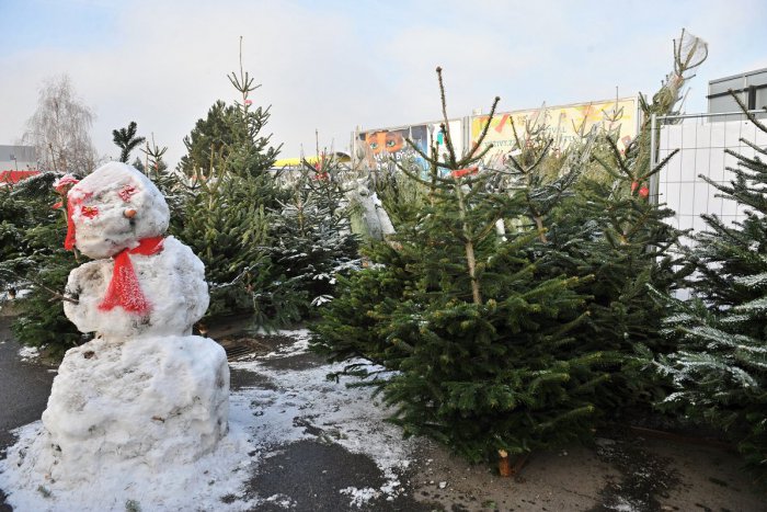Ilustračný obrázok k článku Návod, ako sa bezpečne zbaviť vianočných stromčekov: V Považskej je to takto