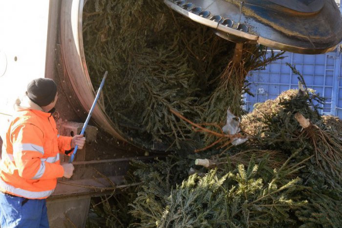 Ilustračný obrázok k článku Po skončení sviatkov v Močenku pozbierajú vianočné stromčeky: Čo treba urobiť?