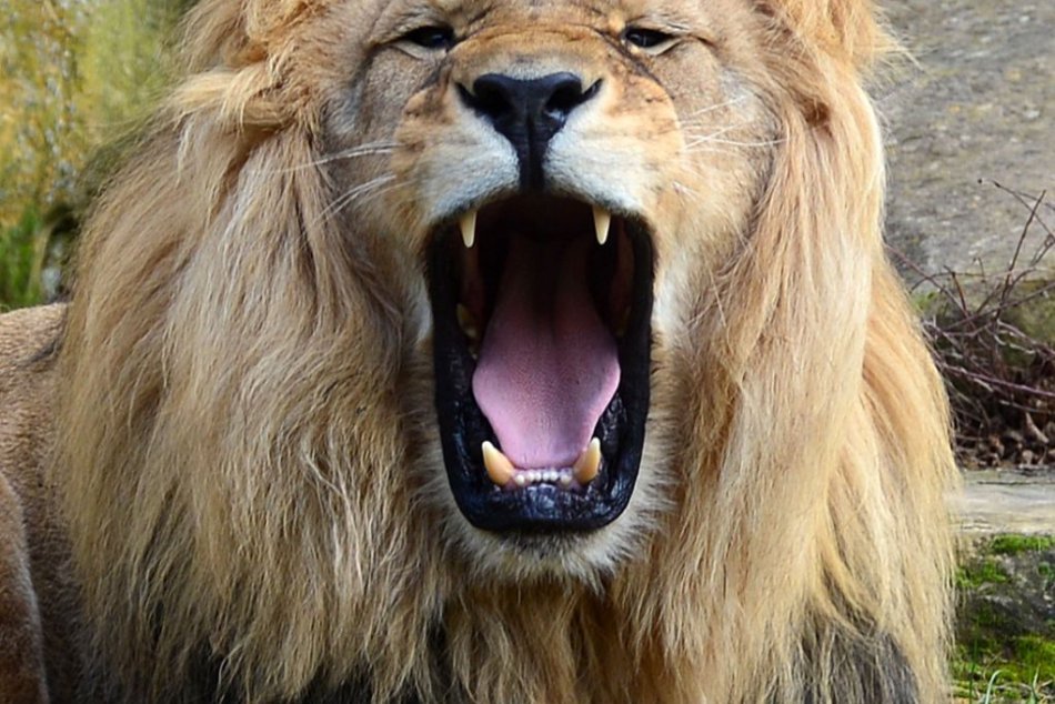 Ilustračný obrázok k článku Chovateľa zabil lev: Šelmu napokon zastrelila polícia