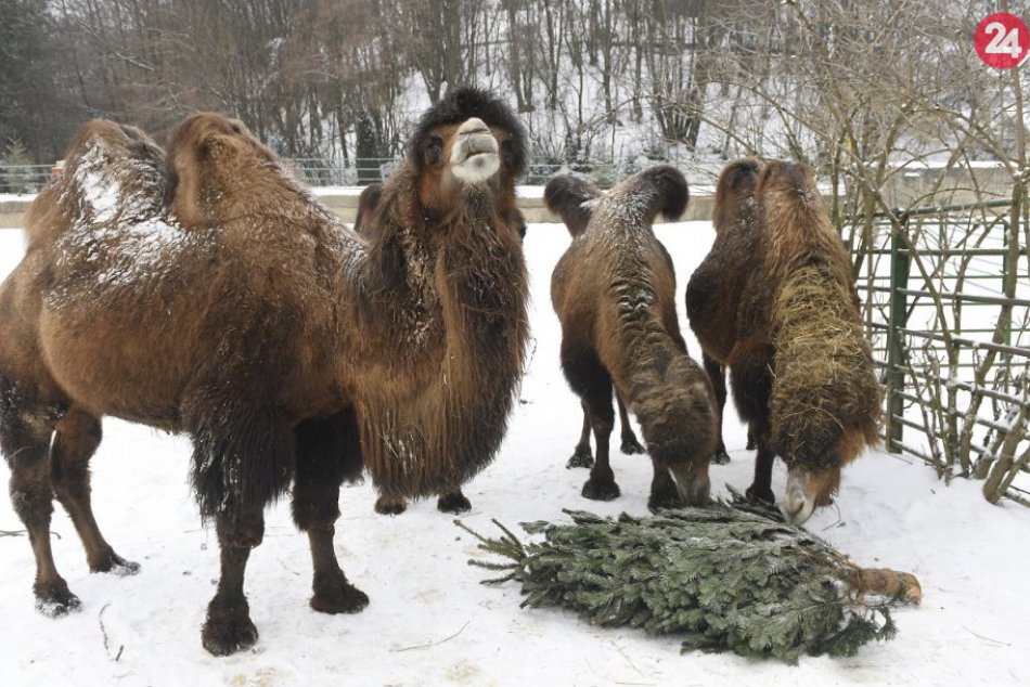 Ilustračný obrázok k článku FOTO: Zvieratka v košickej zoo si opäť po sviatkoch pochutnávajú na vianočných stromčekoch