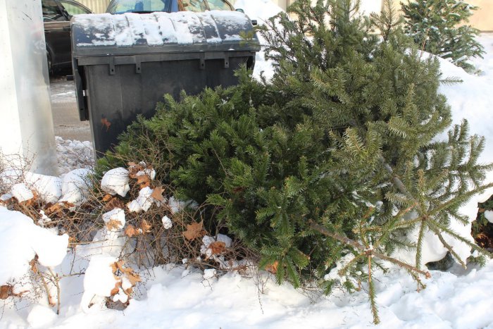 Ilustračný obrázok k článku Čo s vianočným stromčekom? Šaľa zverejnila termíny zberu