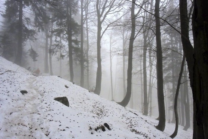 Ilustračný obrázok k článku SVET O SLOVENSKU: V ukrajinských lesoch ide o život