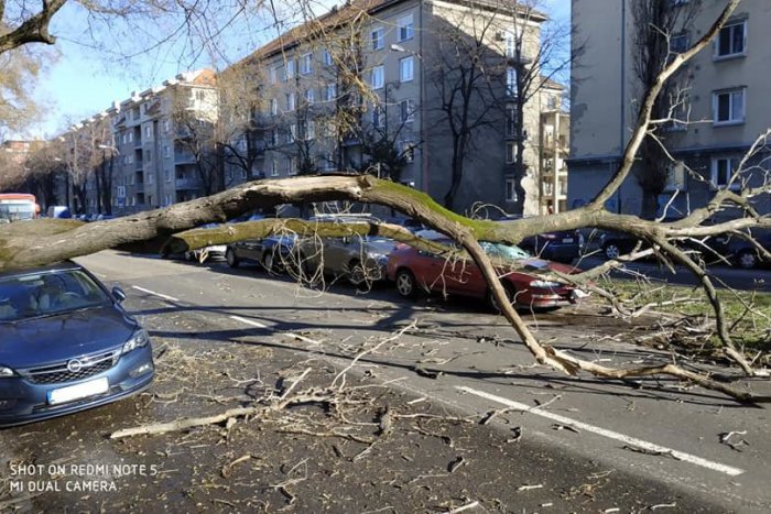 Ilustračný obrázok k článku Na Košickej ulici spadol strom, blokovaný je smer na Most Apollo