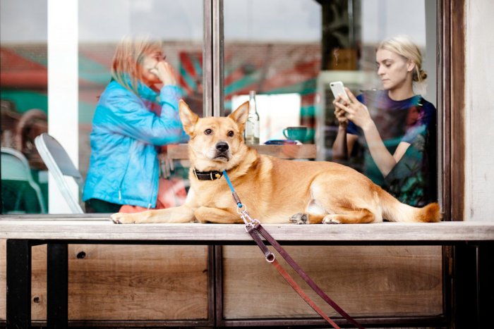 Ilustračný obrázok k článku Mali by mať psy povolený vstup do kaviarní a reštaurácií? Podľa väčšiny z vás ÁNO