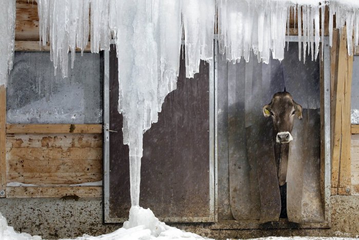 Ilustračný obrázok k článku Farmári majú radšej sneh: Dlhé mrazy bez bielej pokrývky môžu byť katastrofou