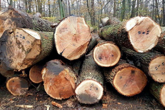 Ilustračný obrázok k článku Na Devínskej Kobyle padli desiatky zdravých stromov. Lesy SR postupovali nezákonne