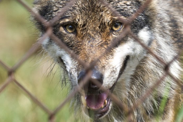 Ilustračný obrázok k článku Útoky vlkov na stáda rieši aj Európska komisia: Škody chce nahrádzať v plnej výške