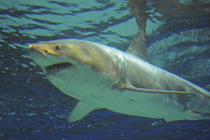 Ilustračný obrázok k článku Potápači sa nestačili diviť: Pri pobreží Havaja uvideli obrovského žraloka modrého