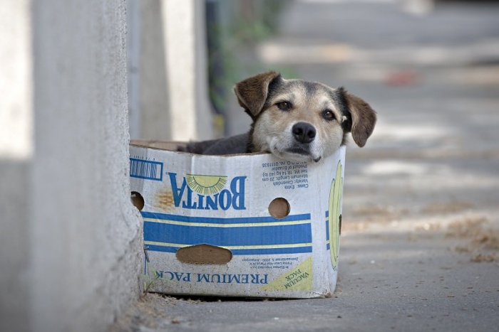 Ilustračný obrázok k článku Smutné príbehy psích duší: Počet "tulákov" v uliciach Košíc každoročne stúpa, ľudia vyhadzujú šteniatka