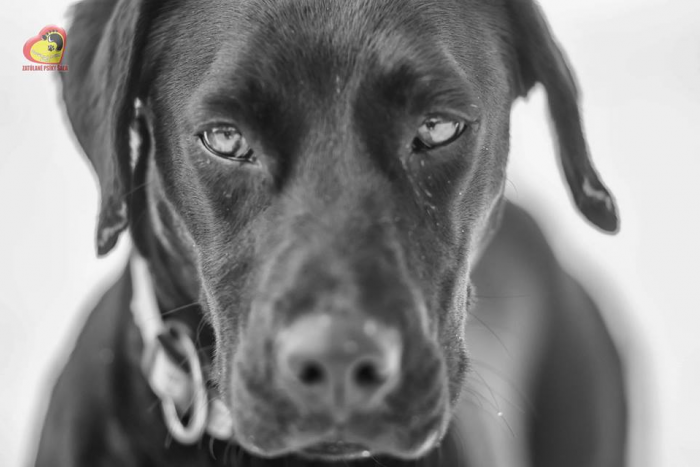 Ilustračný obrázok k článku Psí adepti na domov: Nečakajte a vyberte si svojho miláčika, FOTO