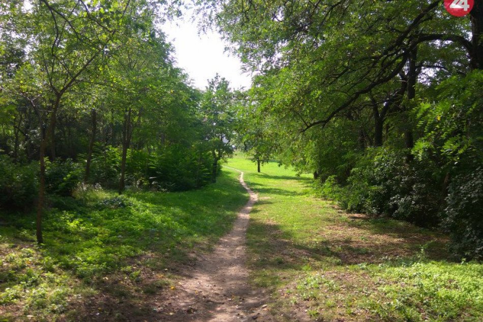 Ilustračný obrázok k článku Zóny vhodné na výsadbu stromov: Týchto 11 miest má byť vyhradených pre zeleň