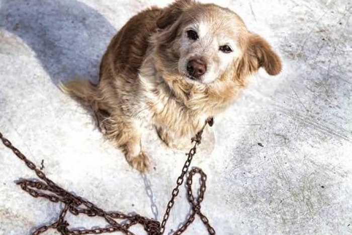 Ilustračný obrázok k článku Sloboda zvierat bojuje za zákaz držania psov na reťazi. Pomôcť môžete aj vy