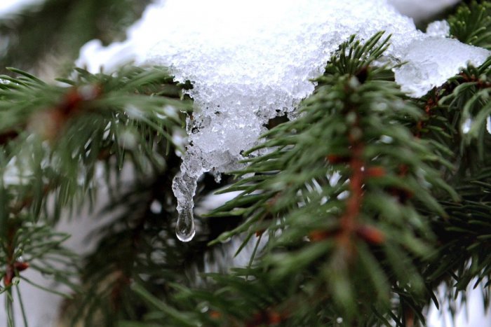 Ilustračný obrázok k článku Tešíte sa na zasnežené Vianoce? Meteorológovia krotia nadšenie